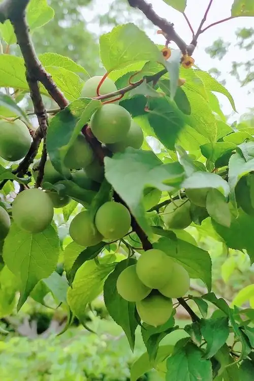 红梅公园里的梅花树结果实啦