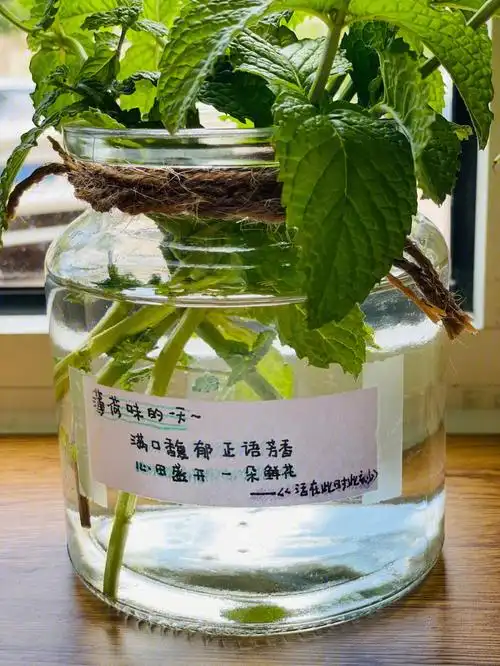 在一起的时光希望就像薄荷的花语一样:坦诚,然后愿我和你再次相遇98