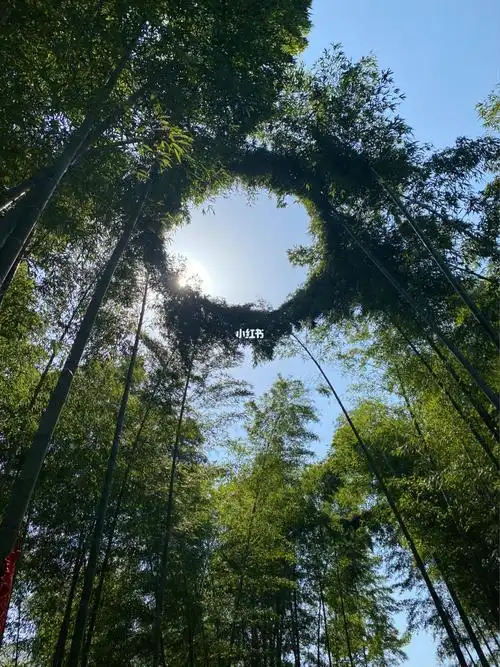 无锡宜兴竹海风景区竹子与缆车07