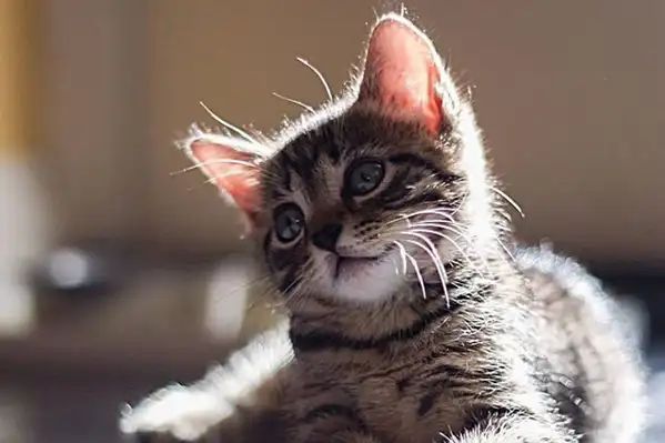 猫咪"歪头杀"是为了卖萌吗?_小奶_时候_味道