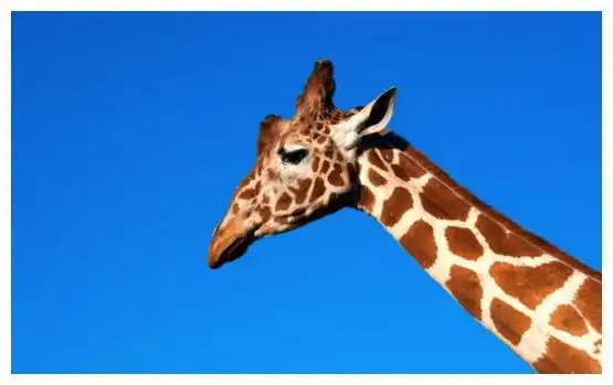 长颈鹿的脖子为什么这么长这和雌鹿的审美有关