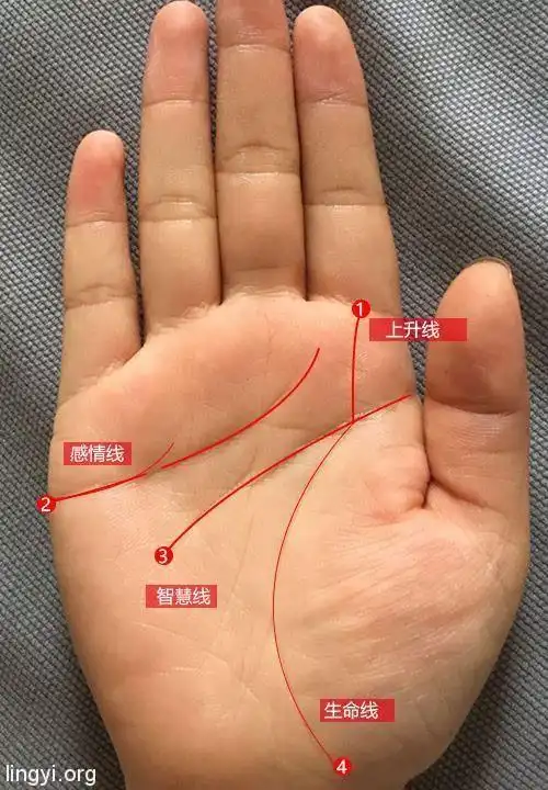 在看之前我们先声明,一个人的手相和面相,八字一样,都不能直接决定一