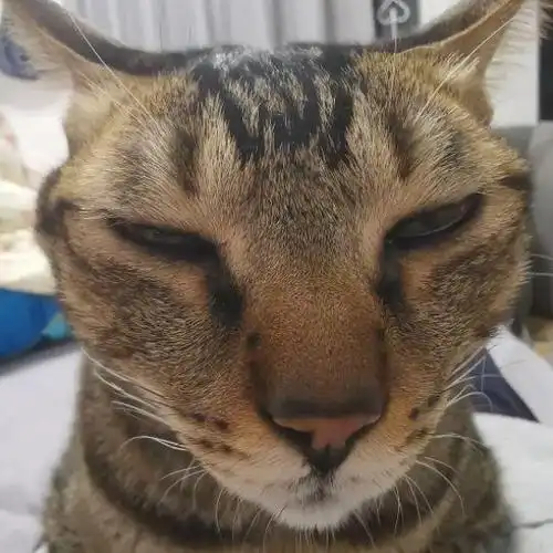 90斤身材120斤的脸?猫咪发腮可可爱爱 ,女生"发腮"就是灾难!