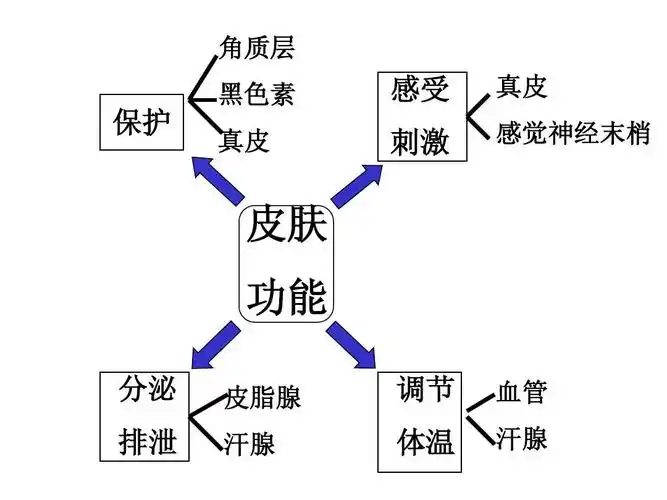 皮肤的结构ppt_word文档在线阅读与下载_免费文档