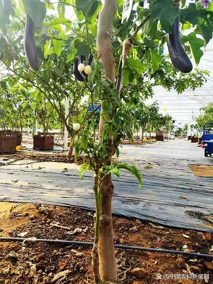 中国式现代化之农业新图景——茄子"上树"