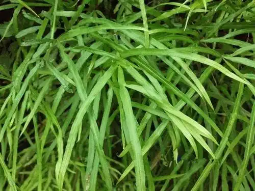 这种野草叫"金鸡毛", 专治胃溃疡,老胃病, 华南农村很常见