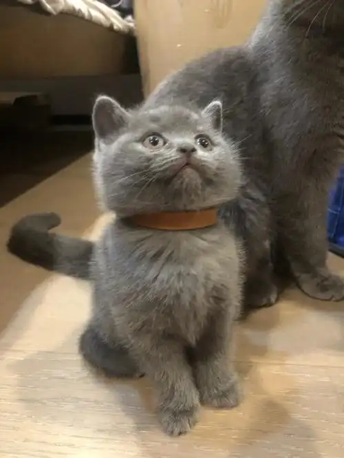 英短蓝猫幼猫