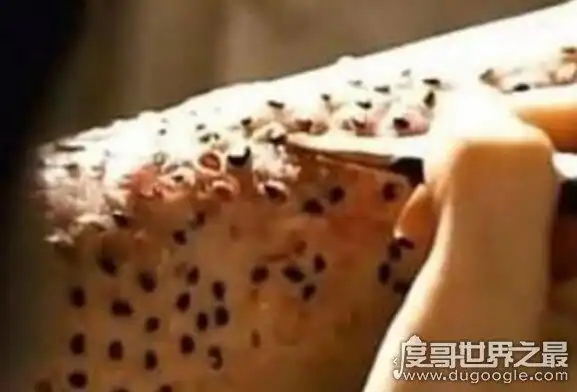 bing,在非洲等环境卫生很差的湿热地区有一种名为"嗜人瘤蝇幼虫"虫子