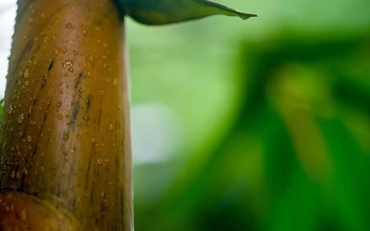 首页 桌面壁纸 植物壁纸 唯美绿色护眼竹林高清桌面壁纸 (7/ 7) 2018
