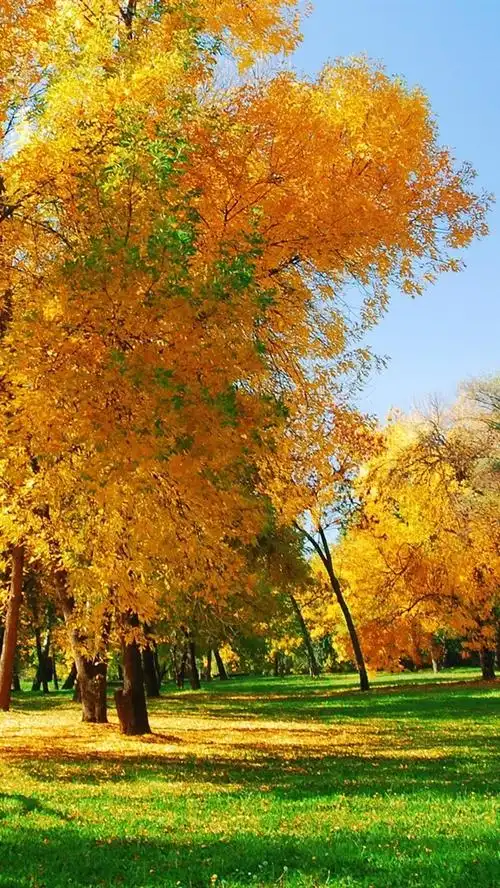 金色的秋天 640x1136 iphone 5/5s/5c/se 壁纸,图片,背景,照片