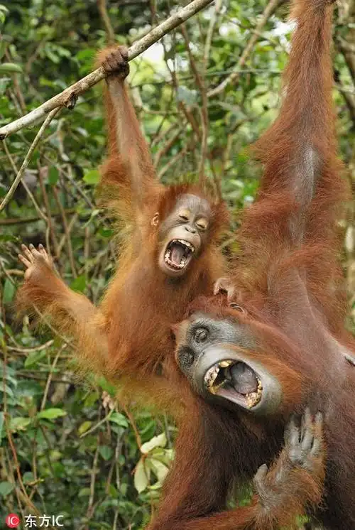 动物开怀大笑瞬间照片大盘点快乐很简单组图