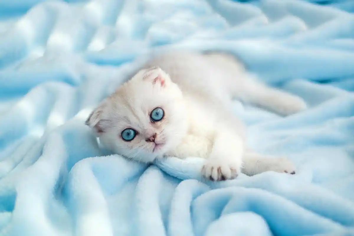 说到猫咪,相信很多人都对它们的可爱和萌点感到着迷.