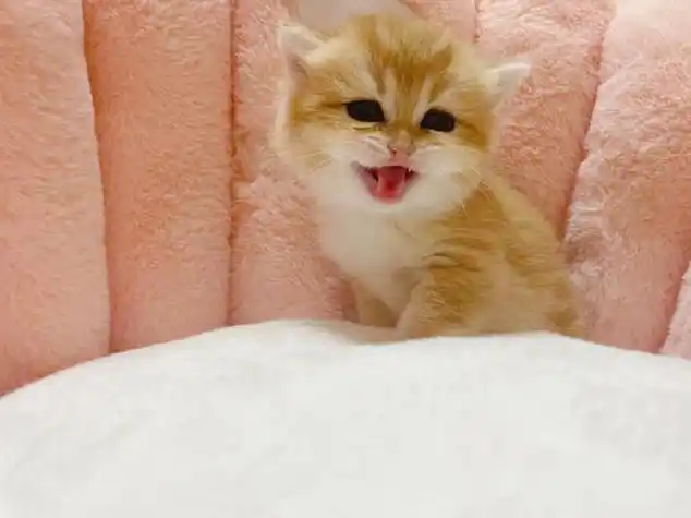 小奶猫图片大全可爱卖萌(小奶猫图片壁纸)