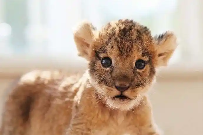 好呆萌的小狮子zt