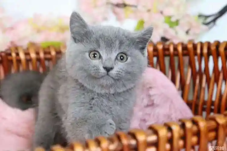 加菲猫 纯种英国短毛猫蓝白蓝猫品相好包子脸温顺黏人会自己用猫砂