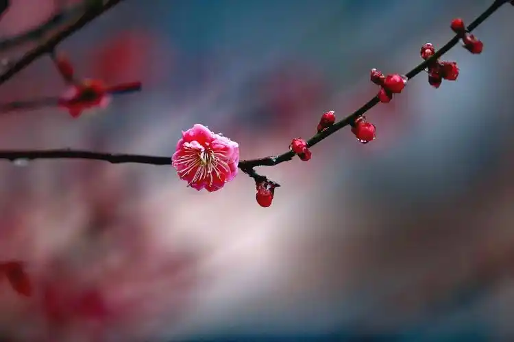 其它 傲雪寒梅 写美篇 傲雪寒梅独自开,  唯有伊人踏香来.