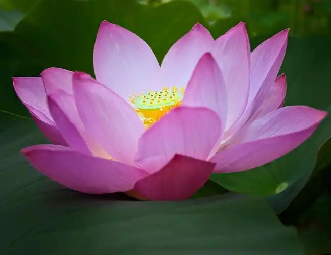美丽的莲花 - 夏雪 - 大家好!欢迎您走进夏雪的情感音画空间