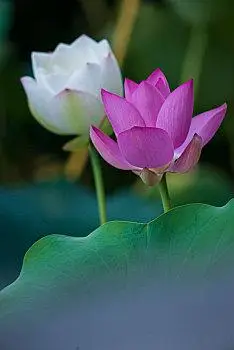 紫红色荷花及白色荷花