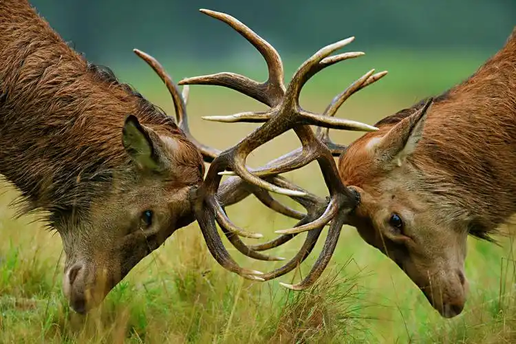 格劳宾登州的马鹿