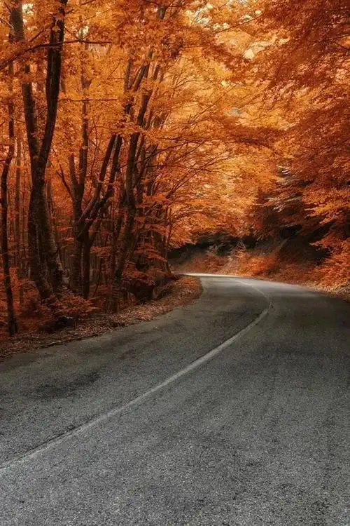 树,路,秋天 640x1136 iphone 5/5s/5c/se 壁纸,图片,背景,照片