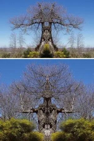 世界上最令人恐怖的大树组图