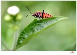 横带红长蝽