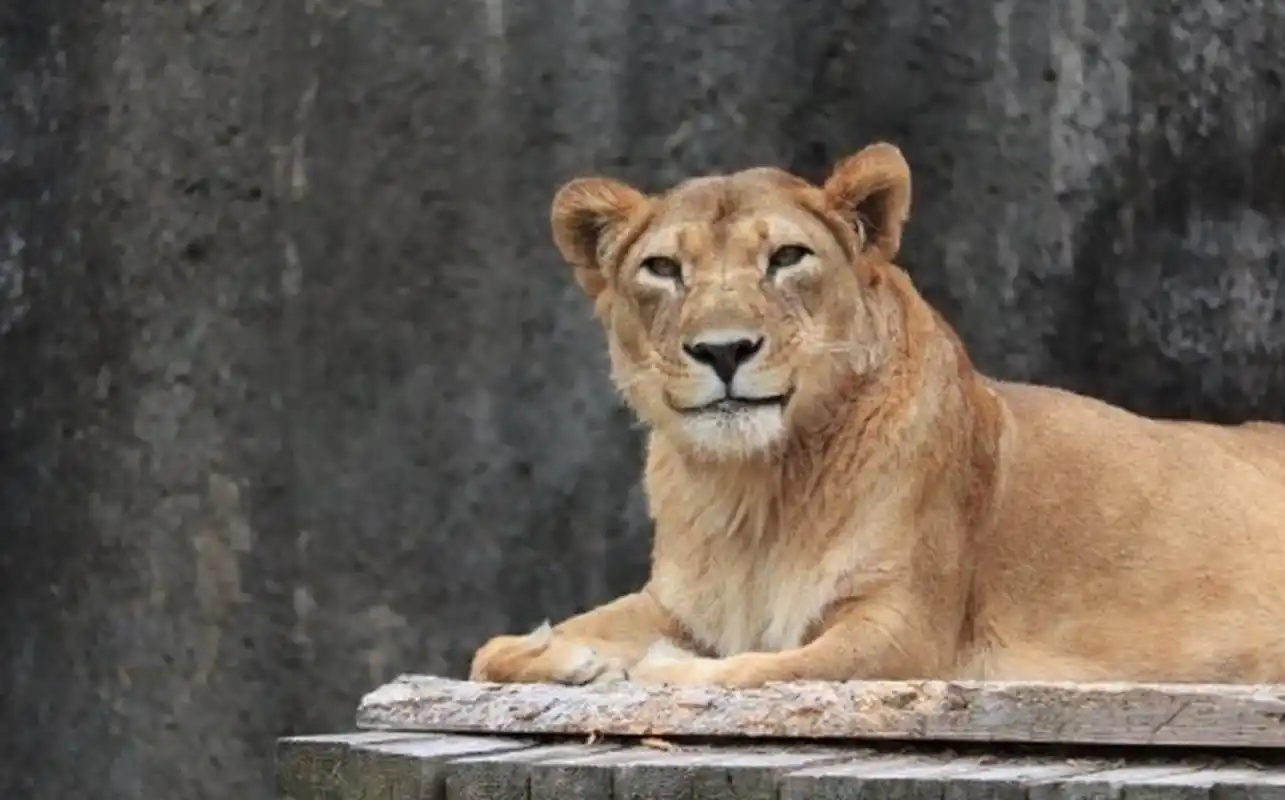 淑女般的微笑 头一次觉得狮子这么可爱[期待]