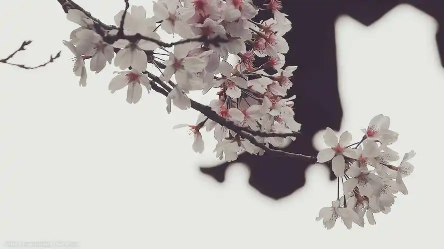 素色壁纸 绿色 电脑壁纸 平铺壁纸 windows mac pro/air 文艺 清新