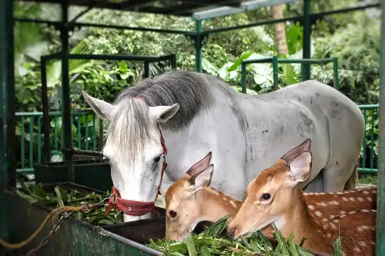正在享用美食的马与鹿.