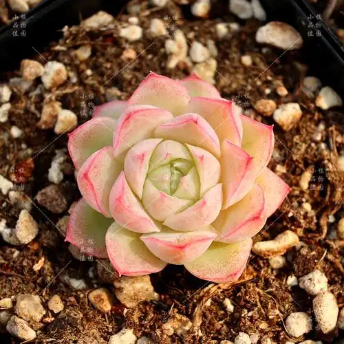 潘多拉女王多肉植物玫瑰一物一拍月影群生绿植多肉植物