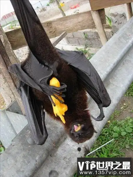 世界上最大的蝙蝠能有多大 双翼展开可达1.83米