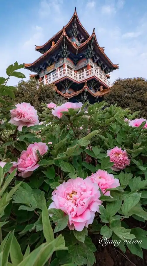 【洛阳牡丹,花开王城】打卡美丽的中国超话洛阳牡丹甲天下,王城公园的