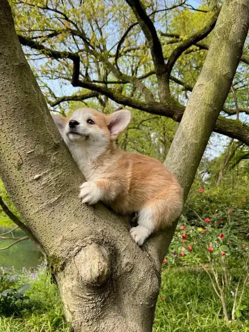 可能上辈子是考拉吧94柯基就算腿很短也能抱紧大树!