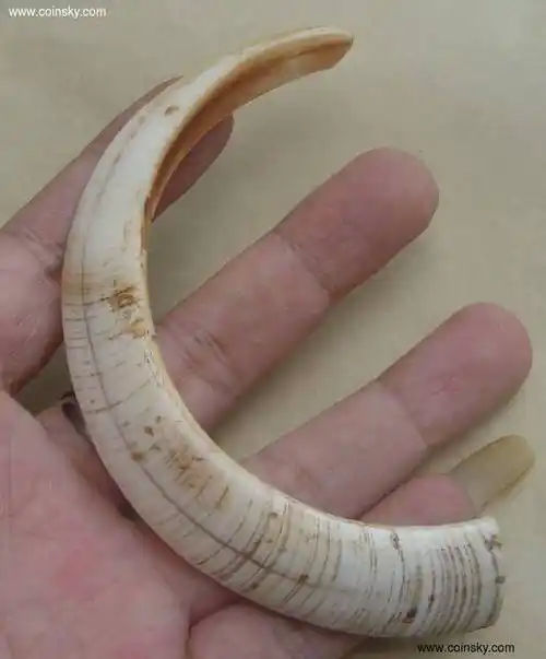 少数民族的饰品:野猪牙