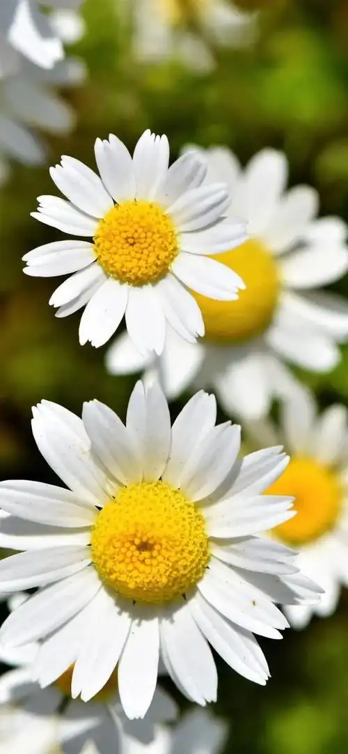 小雏菊壁纸 ·文艺ins风|喜欢小雏菊,却无关它的花语