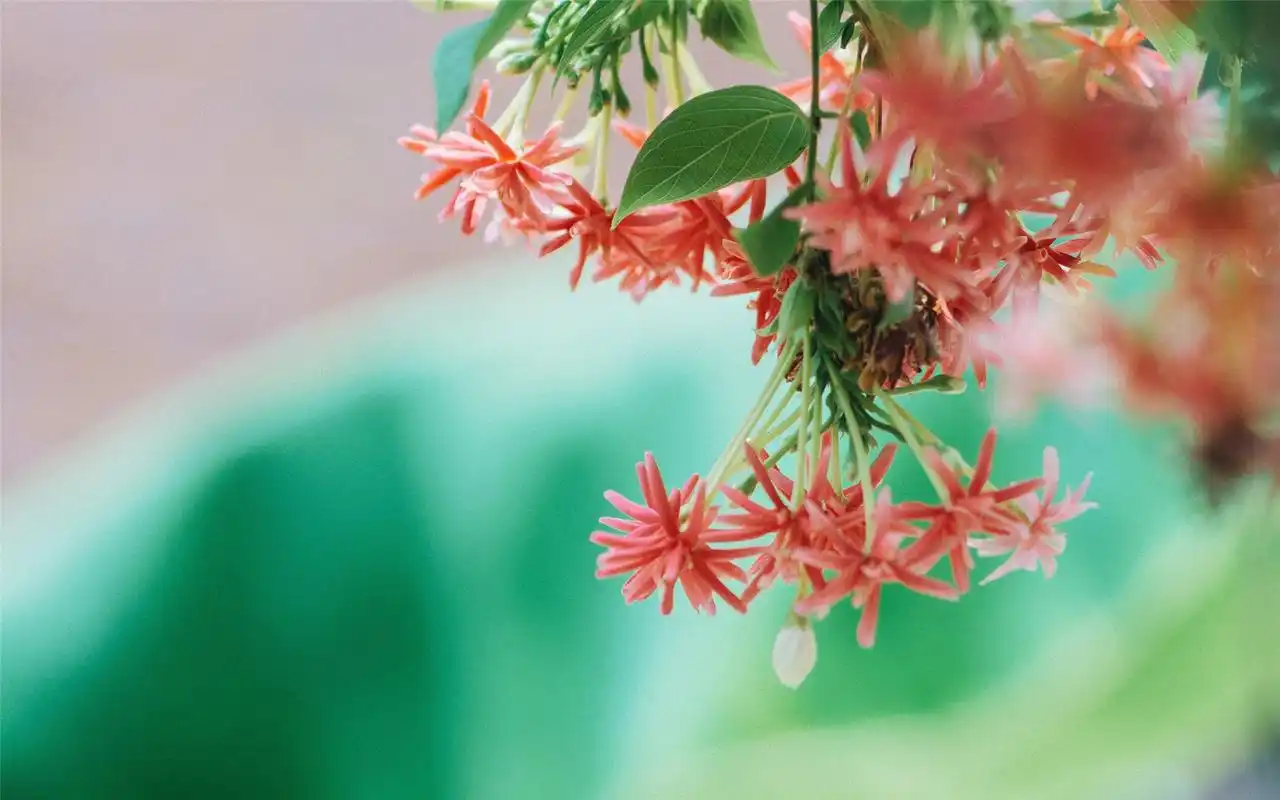 小清新养眼花卉摄影高清桌面壁纸