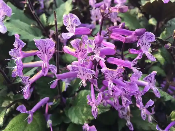 084植物美学之艾氏香茶菜