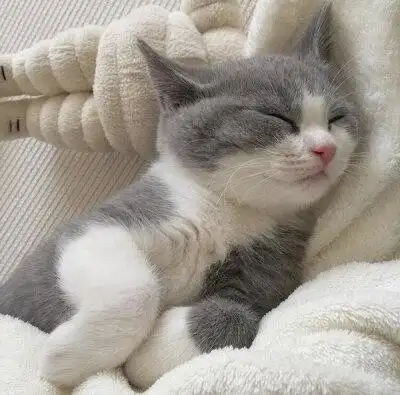 daisy妤故の猫 小奶猫 可爱 猫星人