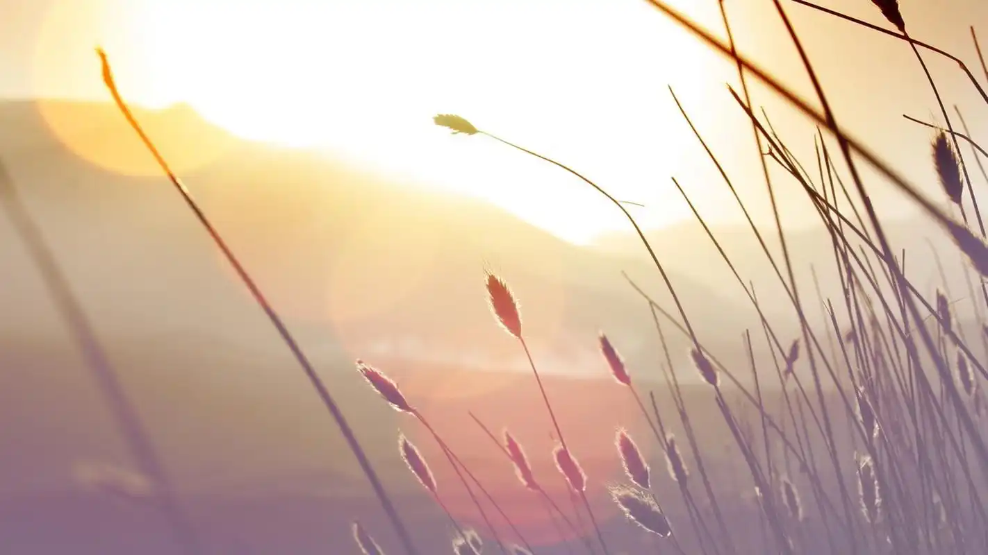 清新淡雅小清新静物高清桌面壁纸