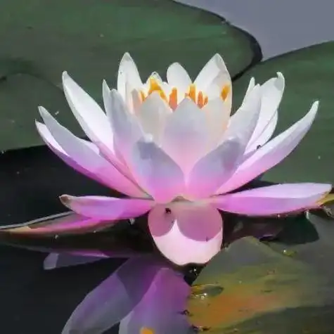 头像中年佛系荷花莲花多人团头