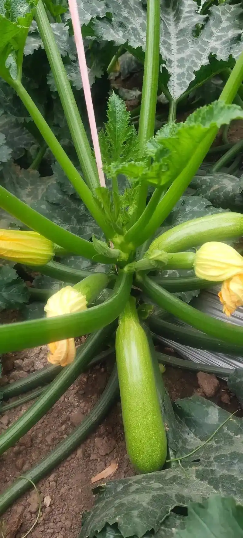 西葫芦种植技术.高收益高产值~越冬油绿西葫芦.一是生育期短: - 抖音