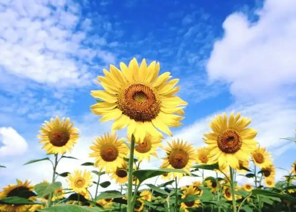 向日葵的花语和寓意你知道吗