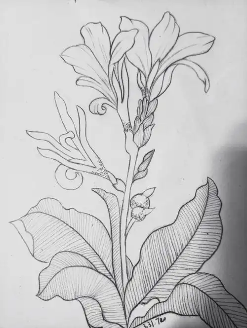 一笔一世界植物线稿