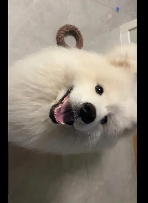 耶耶的笑容真的超治愈