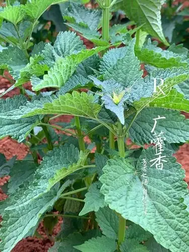 广藿香patchouli神秘的东方气息芳香化湿正当时瑞息芳疗