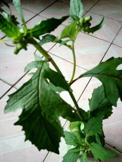 请问图中植物名是什么?人们把它当野菜吃,有似蒲公英的花絮