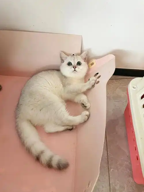 英短银渐层猫咪领养银渐层银点家养猫