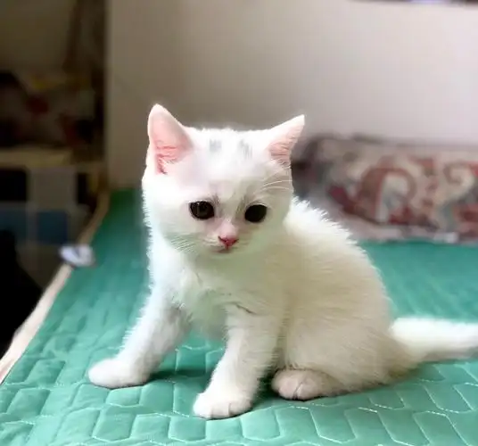 白色英短毛猫 有喜欢的吗 快两个月了
