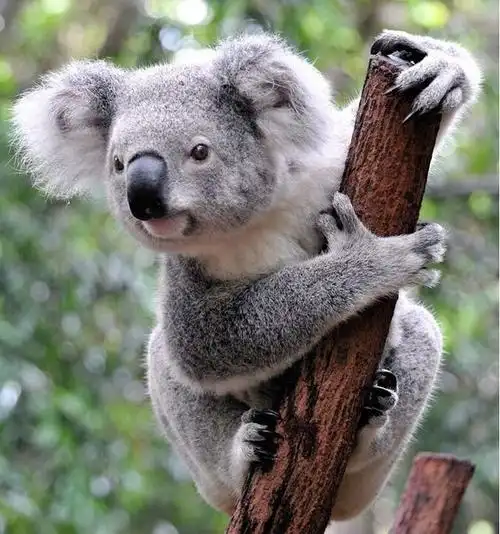 考拉是什么(考拉象征着什么含义)_欲强网