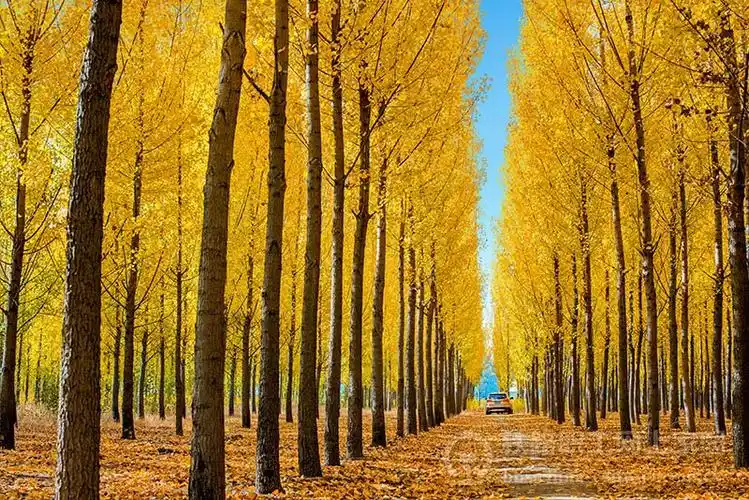 秋日午后白杨林